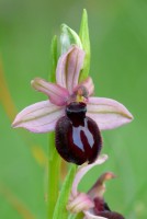 /album/le-ophrys-del-gargano/a30-marzo-2013-152-filtered-jpg/